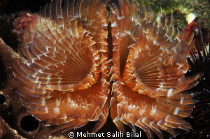 Tube worm in Saros by Mehmet Salih Bilal 